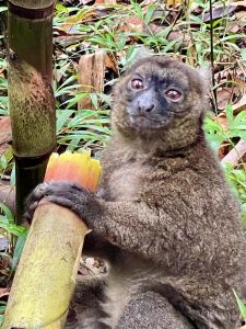 Malagasy lemur