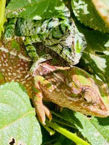 Malagasy chameleon